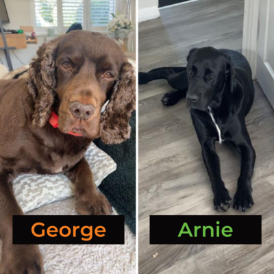 George is Arnie is a two year old black lab and